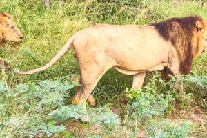 Bất lực vì tuổi tác, linh cẩu già nộp mạng cho đàn sư tử