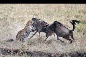 Khi bị dồn đến chân tường, báo hoa mai cũng không phải là đối thủ của linh dương đầu bò