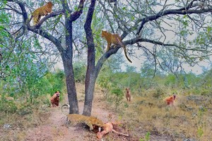 Màn trêu chọc khó chịu giữa hai kẻ thù không đội trời chung, báo hoa mai và linh cẩu