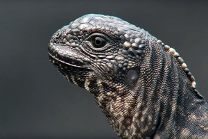 Cuộc chiến sinh tồn nghẹt thở của cự đà biển giữa muôn trùng hiểm nguy từ kẻ thù 