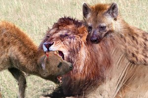 Đang mải mê tận hưởng con mồi, linh cẩu bất ngờ bị sư tử giáng đòn trừng phạt khủng khiếp