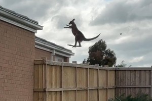 Tuyệt đỉnh kangaroo: Cú nhảy thăng thiên khiến người xem phải "há hốc miệng" kinh ngạc