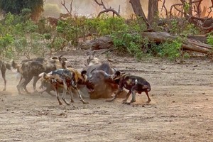 Sư tử xóa sổ toàn bộ "chiến lợi phẩm" của đàn chó hoang