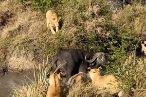 Giữa màn "thập diện mai phục" của đàn sư tử, trâu rừng nhanh trí dùng kế hoãn binh để thoát thân