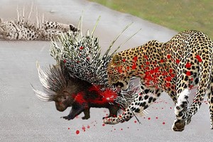 Khi vua săn mồi gặp bậc thầy phòng thủ