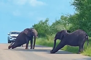 Độc lạ châu Phi: Những chú voi khổng lồ "tập thể dục"