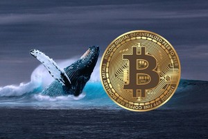 "Cá voi cổ đại" thức giấc