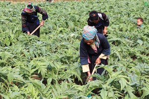 Vùng trồng actiso đạt chuẩn GACP-WHO của Traphaco tại Sapa, Lào Cai