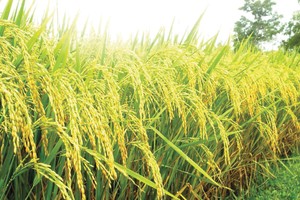 Doanh nghiệp niêm yết sẵn sàng đón “mùa vàng” năm mới