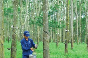 DPR: Năm 2015, lợi nhuận vượt gần 20% kế hoạch