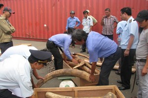 Sừng tê giác luôn là mặt hàng nóng trong công tác chống buôn lậu