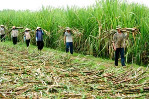 Gỡ khó cho ngành đường: Doanh nghiệp đường cần đổi mới
