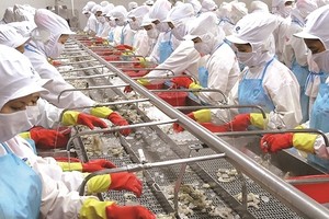 "Vua tôm" Minh Phú cũng dễ bị... tổn thương