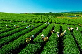 Tăng cường quản lý đất đai có nguồn gốc nông, lâm trường quốc doanh