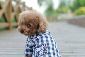 Shop phụ kiện thú cưng online ăn nên làm ra nhờ sản phẩm độc