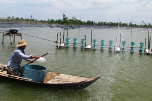 Mô hình nuôi tôm lót bạt trên ao nhỏ đang là cứu cánh cho nghề nuôi tôm.