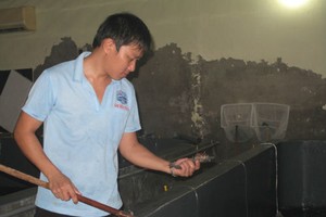 Công nhân một cơ sở sản xuất tôm giống đang kiểm tra chất lượng tôm 3 ngày tuổi.