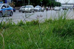 Dừng chi tiền tỷ, cỏ mọc um tùm khắp nẻo đường Thủ đô
