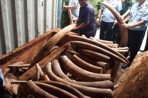  Lô ngà voi ước tính trị giá hàng trăm tỷ đồng. Ảnh: Quốc Thắng. (Ảnh: Vnexpress)