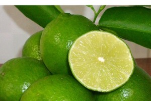 'Nữ hoàng' chanh không hạt miền Tây