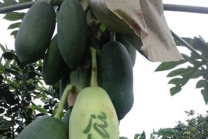 Chữ trên đu đủ được ông Thành sử dụng phương pháp quang hợp tạo thành. Ảnh: Trung Thành.