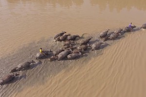 Chăn trâu mùa nước lũ