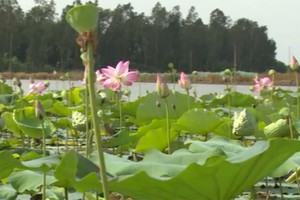 Thu hoạch sen ở vùng Bảy Núi - An Giang