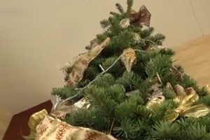 Nhập cây thông từ Mỹ về Sài Gòn bán giá hàng triệu đồng