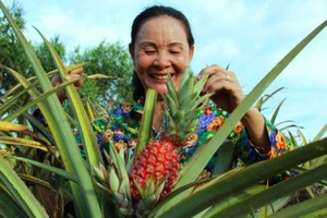 Trồng khóm son bán Tết kiếm trăm triệu đồng ở miền Tây