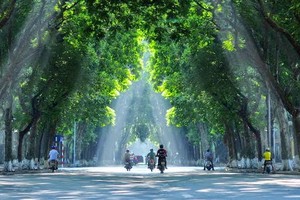 Con đường rợp bóng cây xanh như thế này giờ chỉ còn ít ỏi tại Hà Nội
