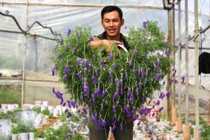 Độc đáo bonsai lavender chơi Tết