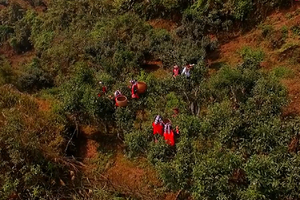 Hơn 4.000 ha chè shan tuyết cổ thụ hữu cơ trên đỉnh Hoàng Su Phì