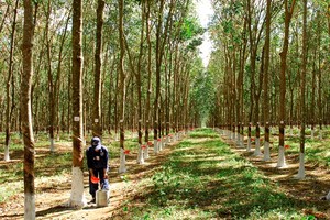 Tây Nguyên không mở rộng diện tích cây cao su