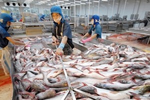 Nhu cầu tăng cao khiến cá tra nguyên liệu tăng giá mạnh.