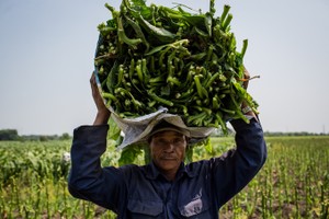 Cánh đồng thuốc lào lớn nhất Sài Gòn vào mùa thu hoạch