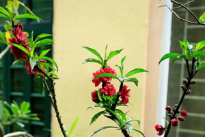 Cây đào thất thốn 15 triệu được bán dịp Tết 2018. Ảnh:NVCC.