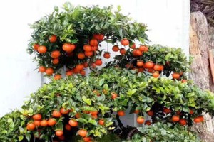 Gần 900 triệu đồng một cây hồng đá cổ thụ chơi Tết