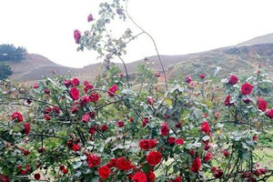 Những gốc hoa hồng cổ siêu đắt đỏ của đại gia Việt