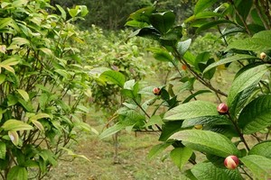 Trồng trà hoa vàng thu tiền tỷ mỗi năm ở Quảng Ninh