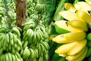 Giá chuối đã bắt đầu tăng.