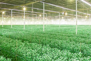Cổ đông lớn thoái vốn tại Tập đoàn Pan (PAN)