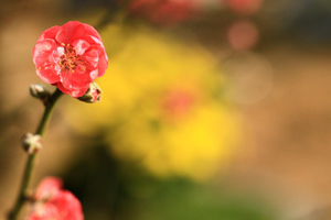 Tết đang đến thật gần. Ảnh: Thành Nguyễn.