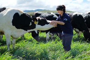 ĐHĐCĐ của Vilico (VLC): Cổ đông tiếp tục chất vấn về việc sáp nhập “mẹ vào con”