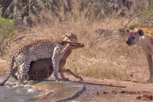 Linh cẩu tham lam tấn công báo hoa mai để cướp con mồi, cuối cùng nhận cái kết "mất cả chì lẫn chài"