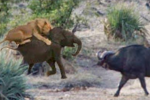 Không nề hà nguy hiểm, bầy trâu rừng tấn công đàn sư tử để giải cứu tính mạng của chú voi con