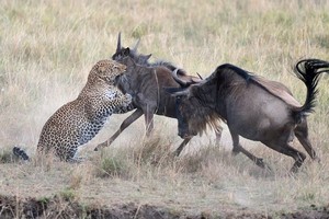 Linh dương đầu bò húc văng báo hoa mai để bảo vệ con