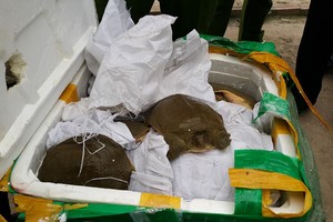 Tang vật bị thu giữ