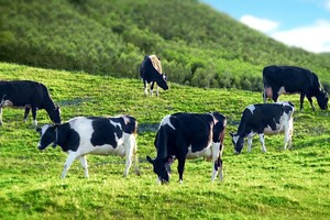 Giá cổ phiếu lao dốc, GTNfoods (GTN) trấn an nhà đầu tư