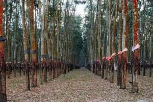 Thủ đoạn “ăn chặn” tiền vay, lương công nhân của cựu lãnh đạo Nông trường cao su Ea Hiao