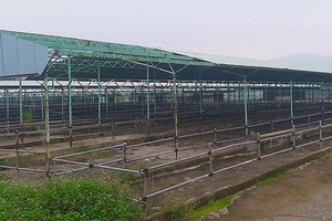 Ảnh Vnexpress.